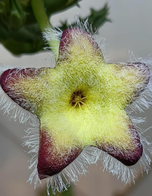 Tridentea marientalensis v. albipilosa seeds