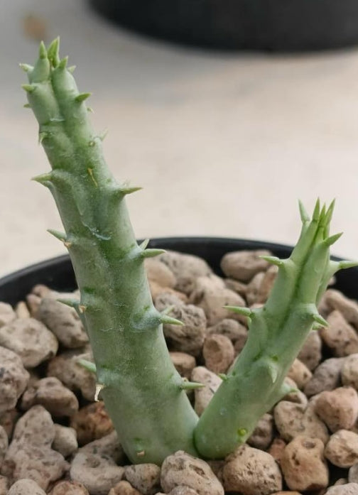 Tridentea marientalensis v. albipilosa seeds