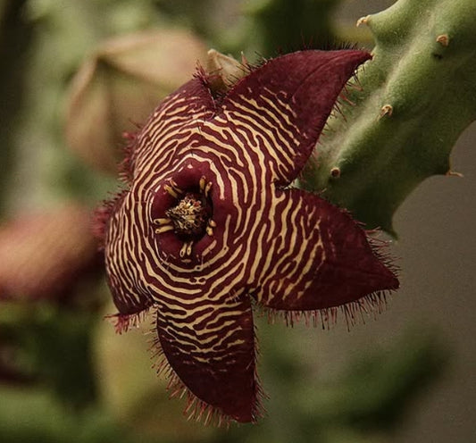 Tromotriche revoluta var. tigrida seeds
