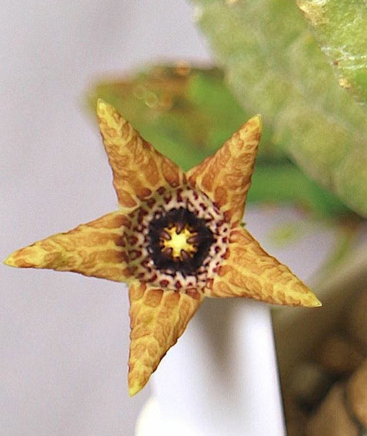 Tromotriche umdausensis seeds
