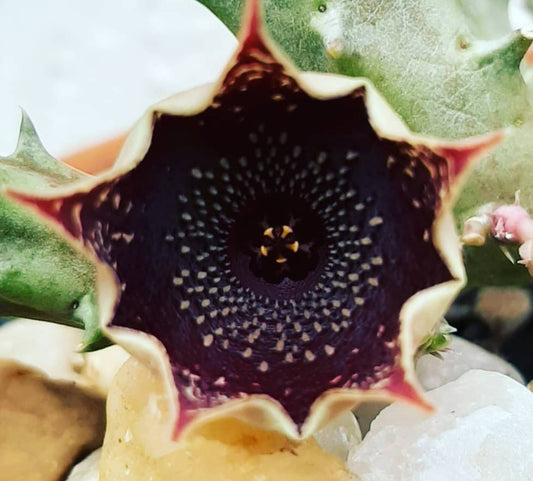 Huernia Vermelha seeds