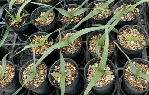 Welwitschia mirabilis seeds