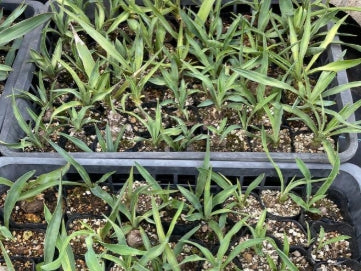 Yucca Rigida seeds