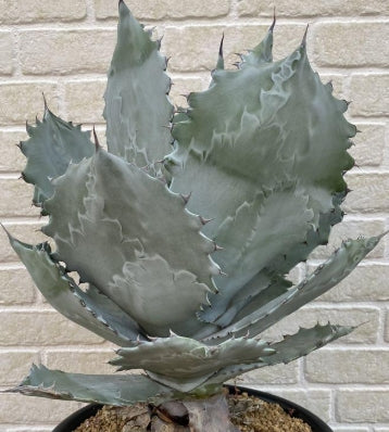 Agave colorata seeds