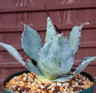 Agave parry var. flexispina seeds