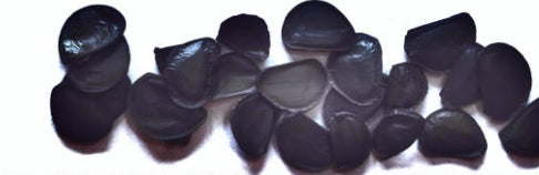 Agave parry var. flexispina seeds