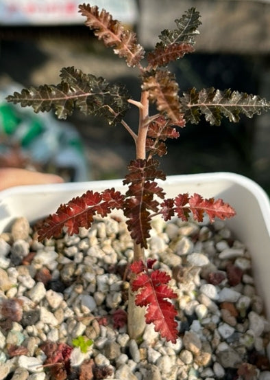 Boswellia aspleniifolia x nana seeds