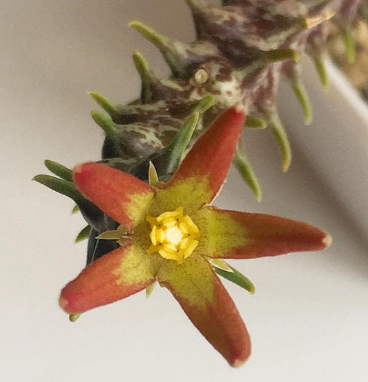 Orbea cucullata seeds