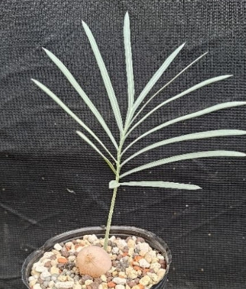 Cycas cupida seeds