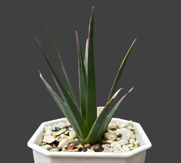 Dracaena cinnabari seeds