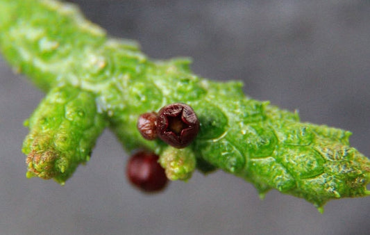 Echidnopsis oviflora seeds