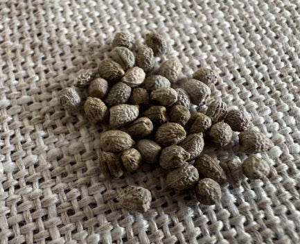 Euphorbia fishbone seeds