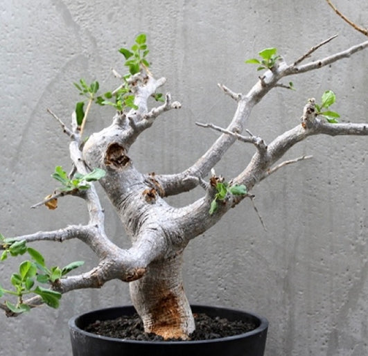 Commiphora drake-brockmanii seeds