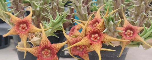 Huernia 'Sunshine' hybrid seeds