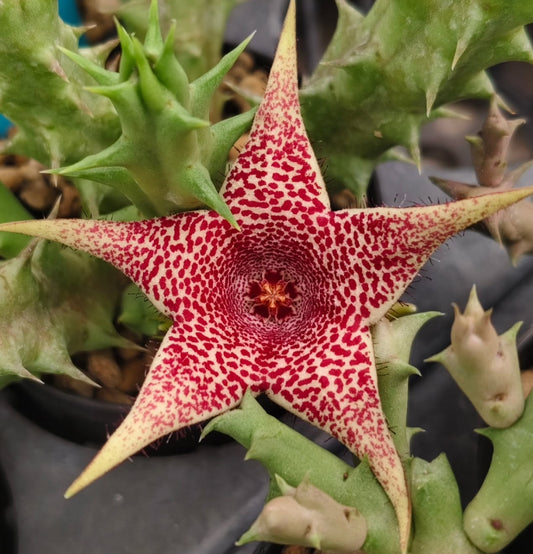 Huernia 'Bettany' hybrid seeds