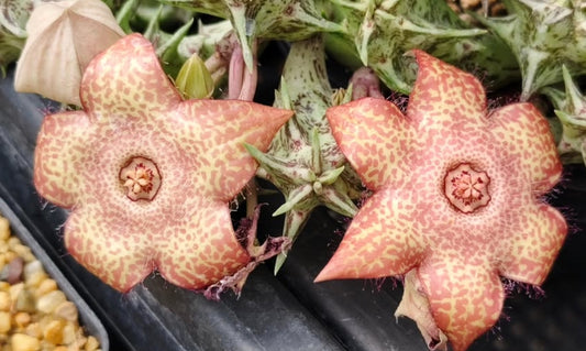 Huernia 'Glamour' hybrid seeds