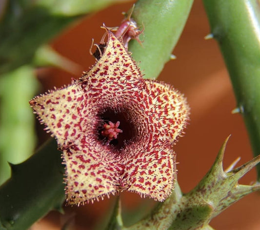 Huernia recondita seeds