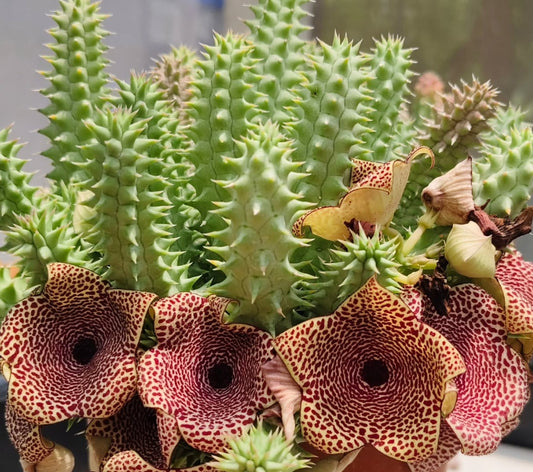 Huernia 'Tornado' hybrid seeds