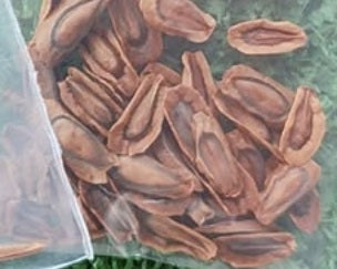 Lavrania cactiformis seeds