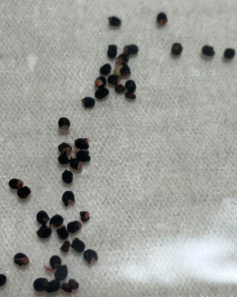 Lophophora koehresii seeds