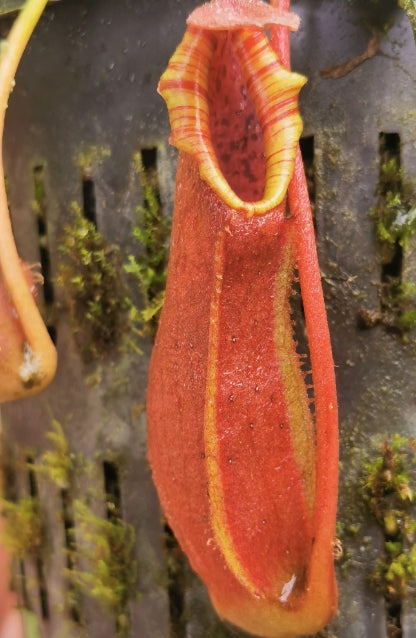 Nepenthes northiana red seeds