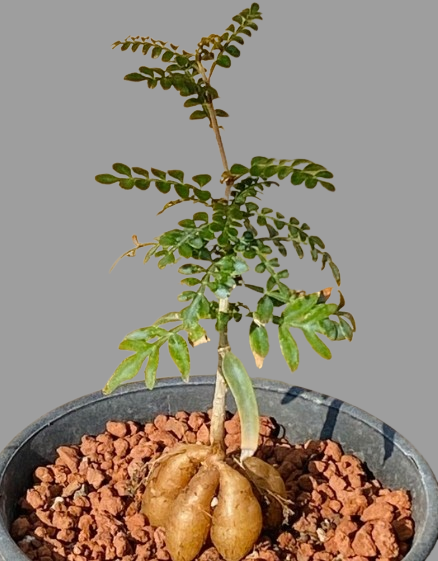 Operculicarya pachypus seeds