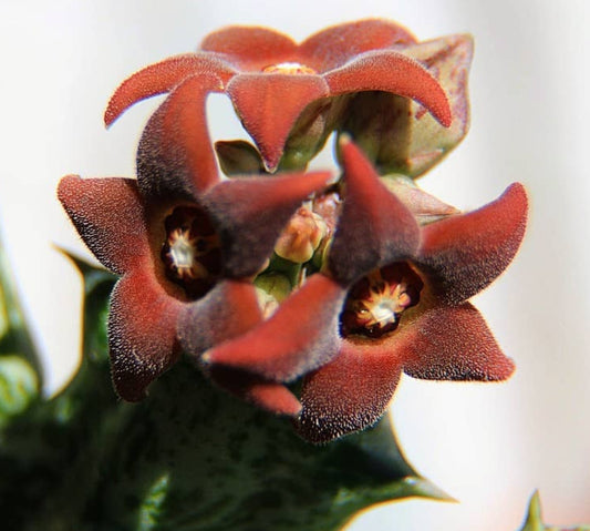 Orbea decaisneana ssp. hesperidum seeds