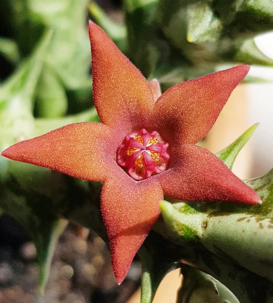 Orbea gilbertii seeds
