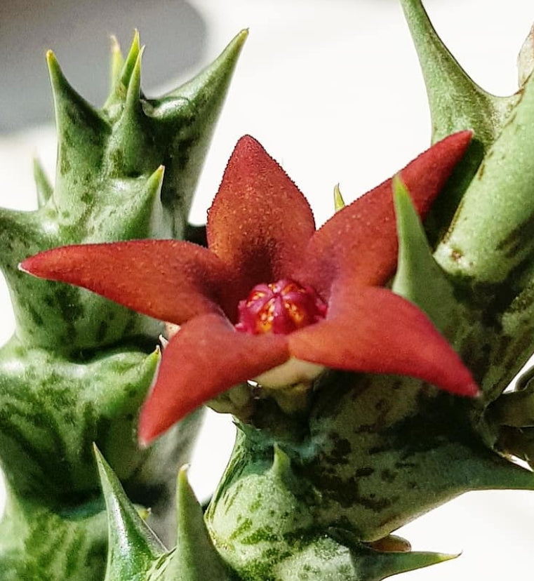 Orbea gilbertii seeds