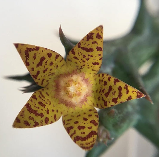 Angolluma schweinfurthii seeds