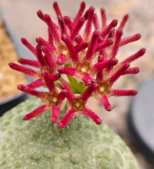 Pseudolithos migiurtinus x Pseudolithos cubiformis seeds