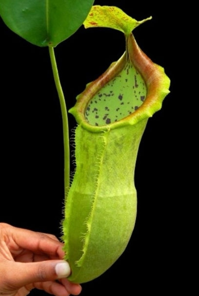 Nepenthes spathulata x campanulata seeds